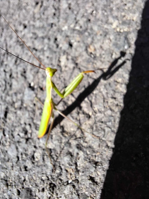 Mantodea - Fogólábúak