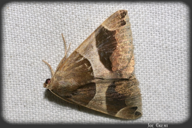 Dysgonia algira - déli porcelánbagoly