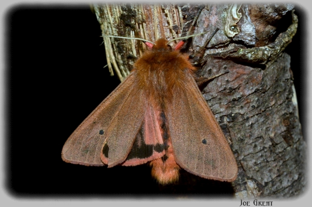 Phragmatobia fuliginosa - füstös medvelepke