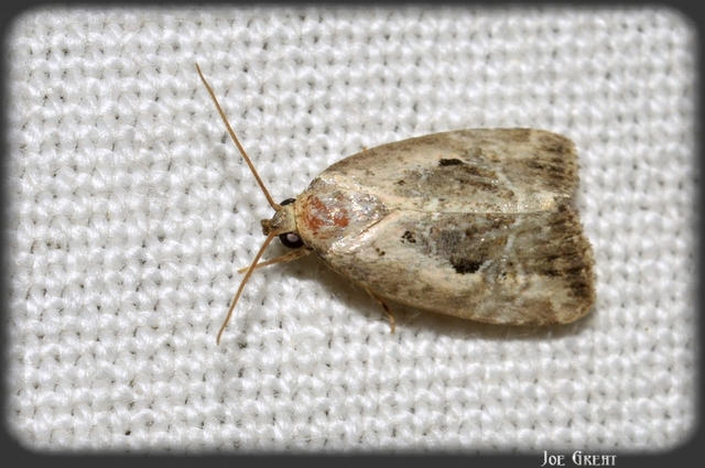 Hapalotis venustula - rózsaszínű mázasbagoly