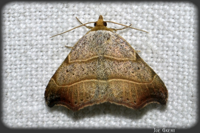 Laspeyria flexula - zuzmóbagoly