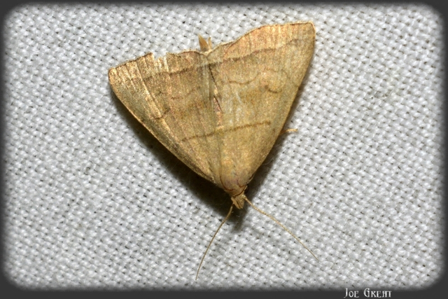 Herminia tarsicrinalis - szőröslábú karcsúbagoly