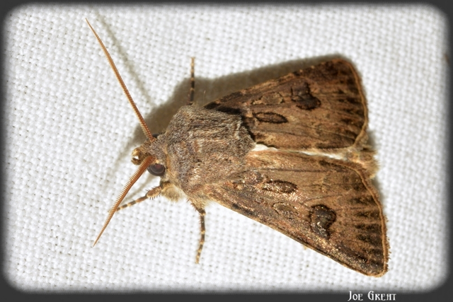 Agrotis bigramma - kétjegyű földibagoly