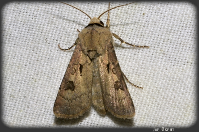 Agrotis exclamationis - felkiáltójeles földibagoly
