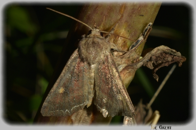 Lacanobia oleracea - saláta-kertibagoly