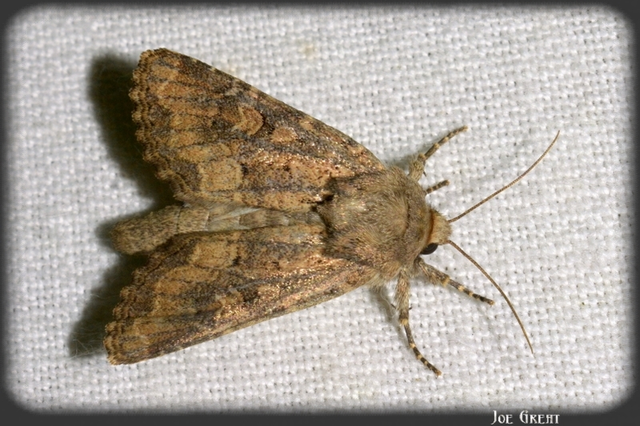 Luperina testacea - barnás szürkebagoly