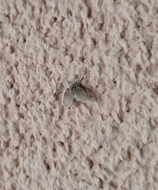 Psychodidae - lepkeszúnyogok