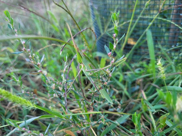 Acrida ungarica - sisakos sáska