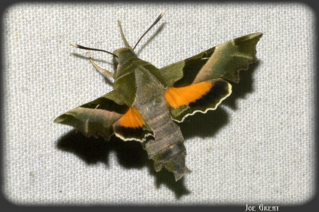 Proserpinus proserpina - törpeszender