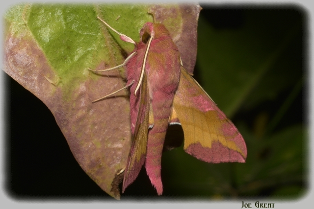 Deilephila porcellus - piros szender