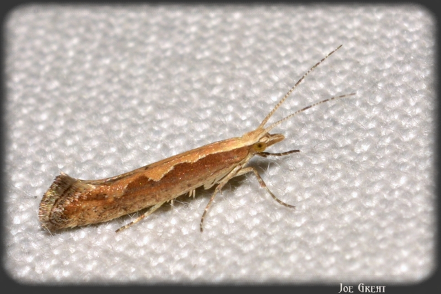 Plutella xylostella - káposztamoly