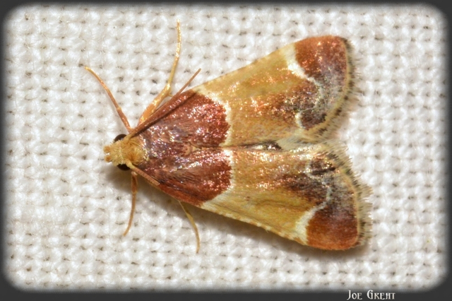 Pyralis farinalis - lisztilonca