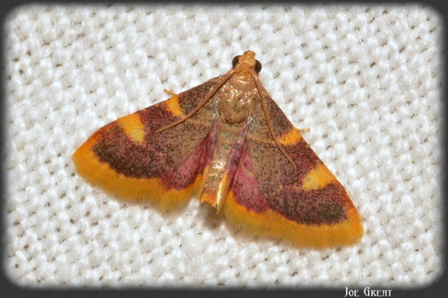 Hypsopygia costalis - szénailonca
