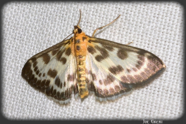 Anania hortulata - tarka csalánmoly