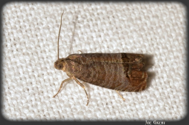Cydia pomonella - almamoly