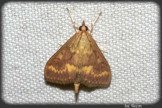 Ostrinia nubilalis - kukoricamoly