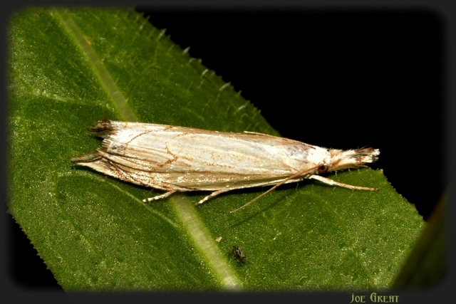 Metacrambus carectellus - homoki fűgyökérmoly