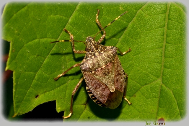 Halyomorpha halys - ázsiai márványospoloska