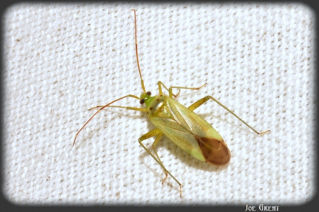 Adelphocoris quadripunctatus