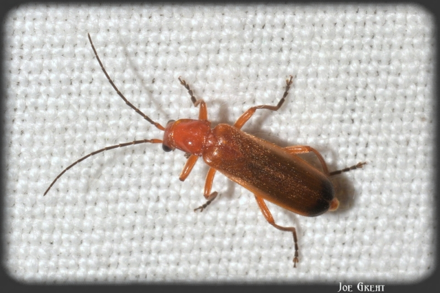 Rhagonycha fulva - feketevégű lágybogár