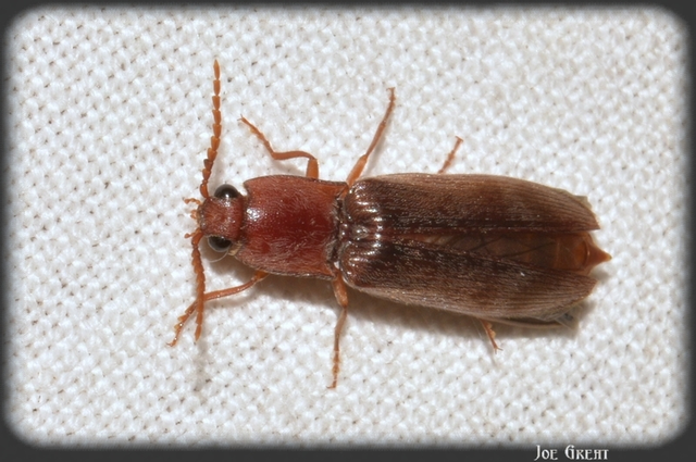 Stenagostus rhombeus - rombusznyakú pattanó