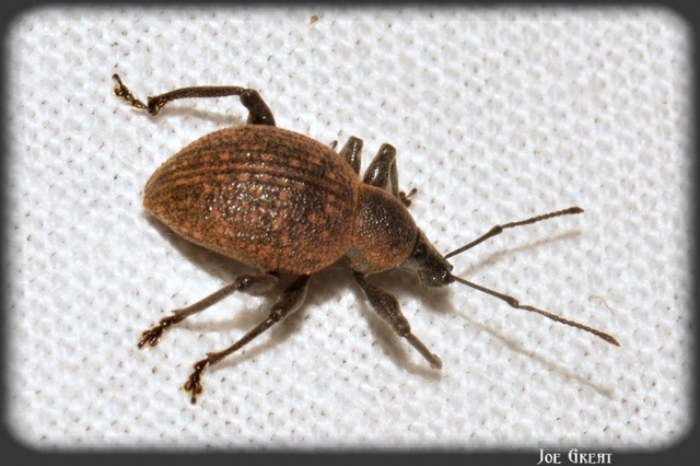 Otiorhynchus armadillo - katonás gyalogormányos