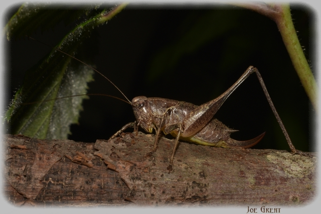 Pholidoptera griseoaptera - szürke avarszöcske