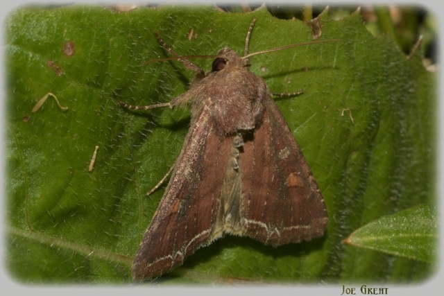 Lacanobia oleracea - saláta-kertibagoly