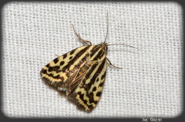 Emmelia trabealis - zebrabagoly