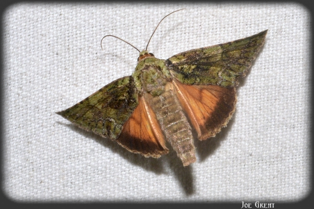 Polyphaenis sericata - selyemfényű erdeibagoly