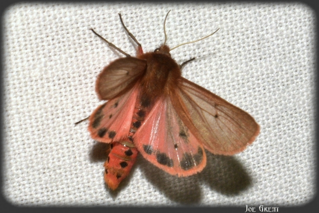 Phragmatobia fuliginosa - füstös medvelepke