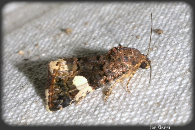 Tyta luctuosa - fekete nappalibagoly
