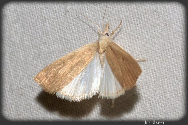 Calamotropha paludella - barna nádlevélmoly