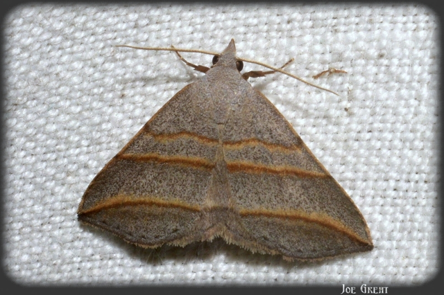 Colobochyla salicalis - háromsávos törpebagoly