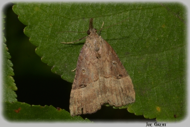 Hypena rostralis - közönséges karcsúbagoly