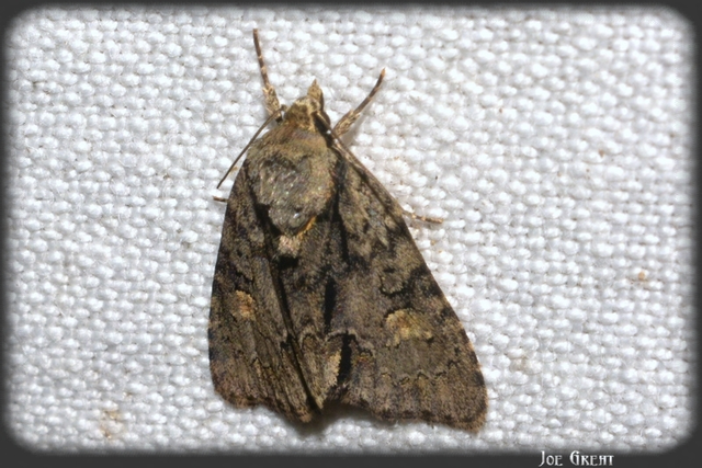 Acronicta strigosa - kis szigonyosbagoly