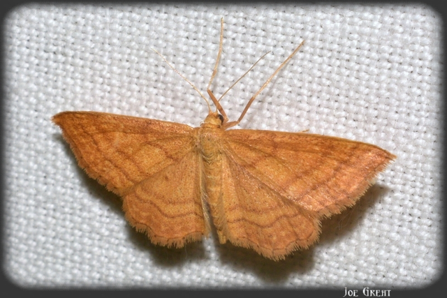 Idaea ochrata - okkerszínű sávosaraszoló