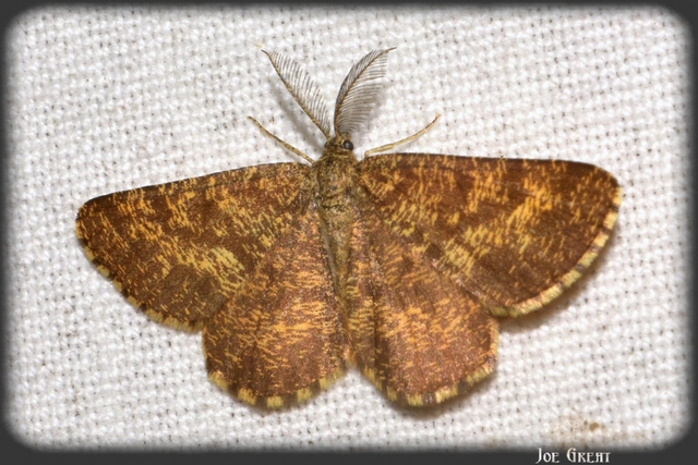Ematurga atomaria - barna rétiaraszoló