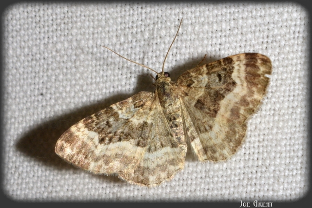 Epirrhoe alternata - galaj-tarkaaraszoló