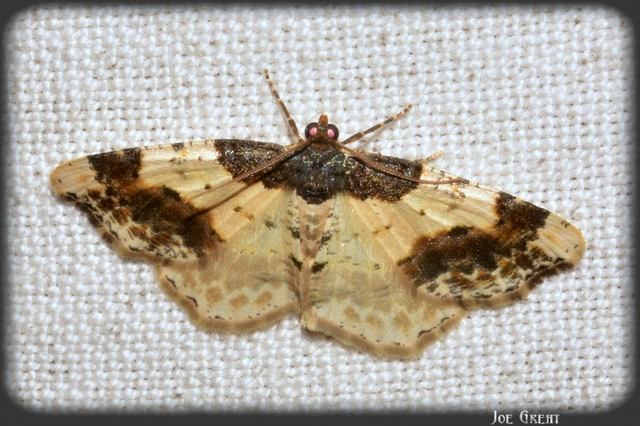 Ligdia adustata - barna levélaraszoló