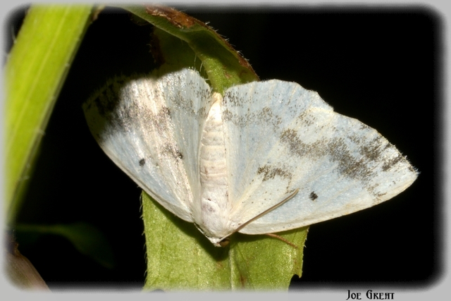 Lomographa temerata - foltos fehéraraszoló