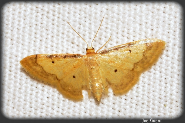 Idaea politaria - vonalas apróaraszoló