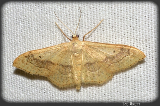 Idaea aversata - nagy sávosaraszoló