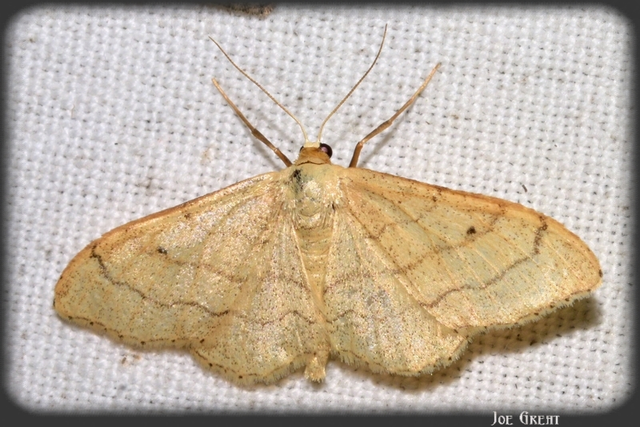 Idaea aversata - nagy sávosaraszoló