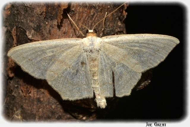 Scopula nigropunctata - feketepettyes araszoló