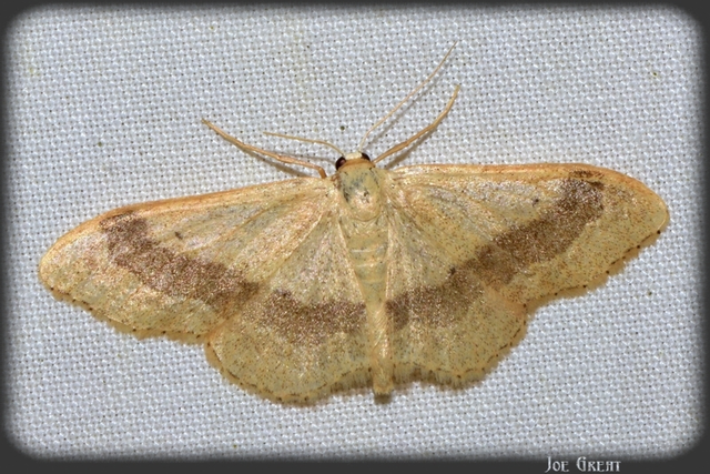 Idaea aversata - nagy sávosaraszoló