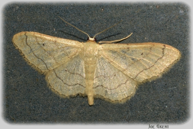 Idaea aversata - nagy sávosaraszoló