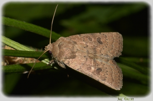 Hoplodrina octogenaria - barna selymesbagoly