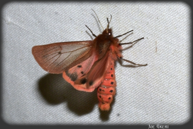 Phragmatobia fuliginosa - füstös medvelepke