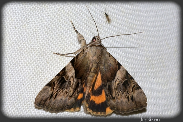 Catocala fulminea - galagonya-övesbagoly